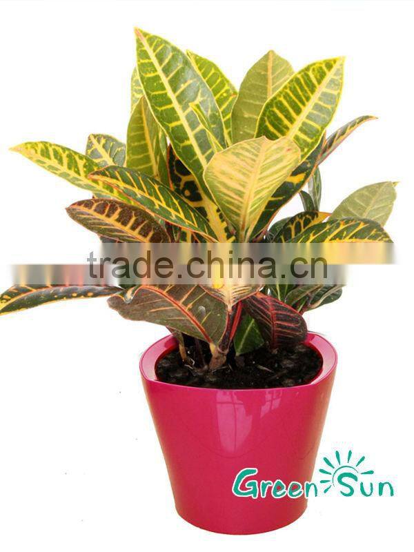 hydroponics system in the flower pot for sale