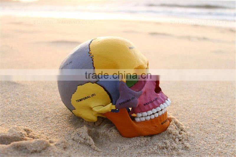 Human Skull Model of Four-dimension human anatomy/anatomia model, Skull model with Colored Bones, teaching science