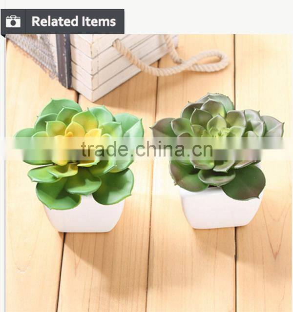Wholesale alibaba china succulent plants with pots