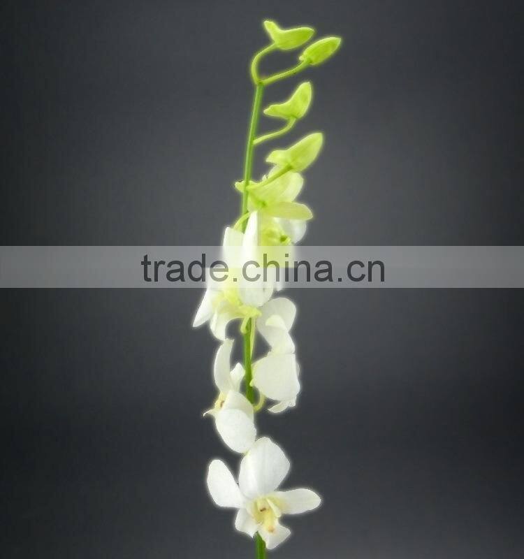 Gift classical decor flower orchid white