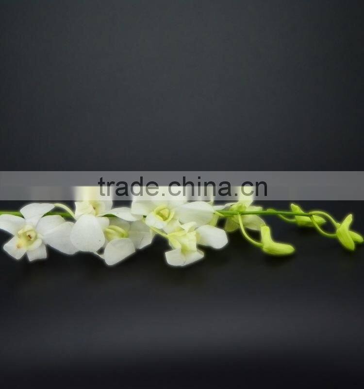 Gift classical decor flower orchid white