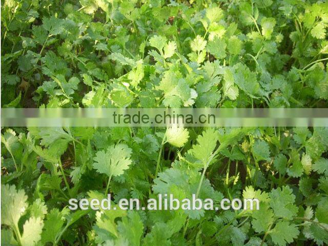 open pollinated leafy caraway seeds Big Leaf