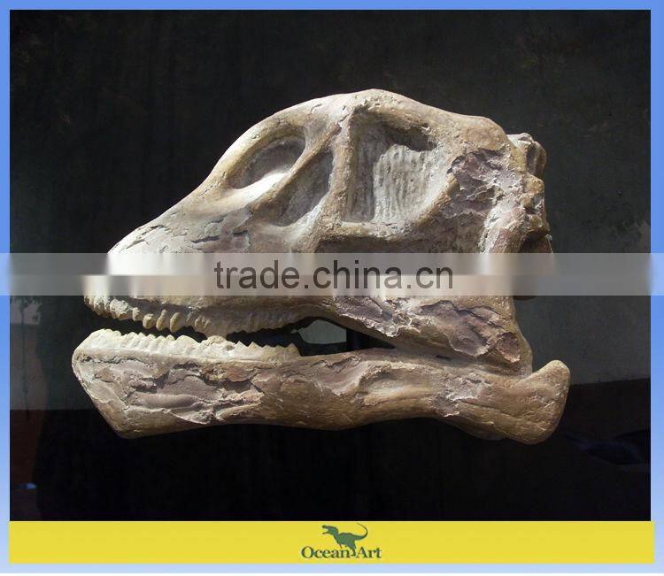 museum artificial skeleton dinosaur skull fossil artwork