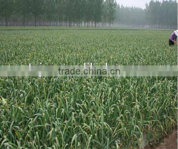 Garlic Type and Liliaceous Vegetabless Product Type natural garlic fresh garlic