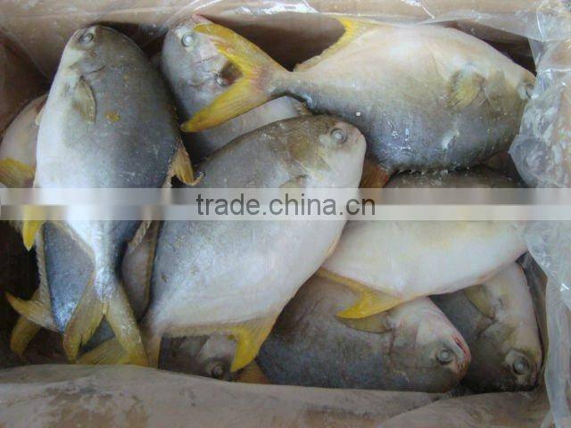 frozen golden pomfret