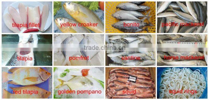 FROZEN KINGFISH SPANISH MACKEREL