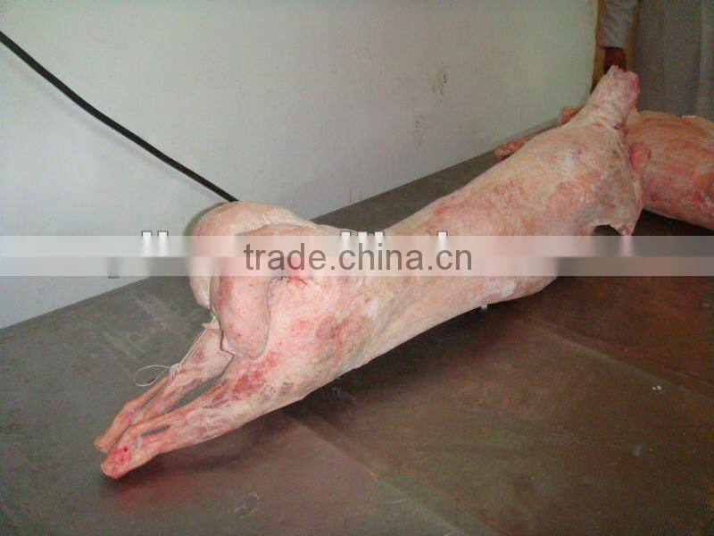frozen lamb carcass