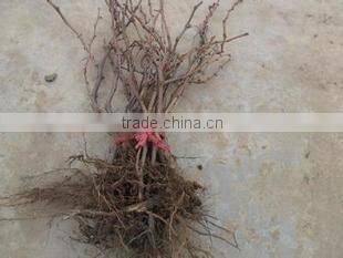 Easy survival putao shu:The grape seedling
