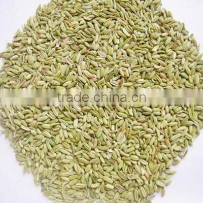 Top Quality Fresh Fennel Seeds
