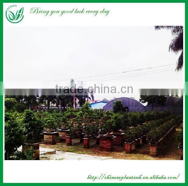 Indoor Plants Ficus Evergreen Bonsai