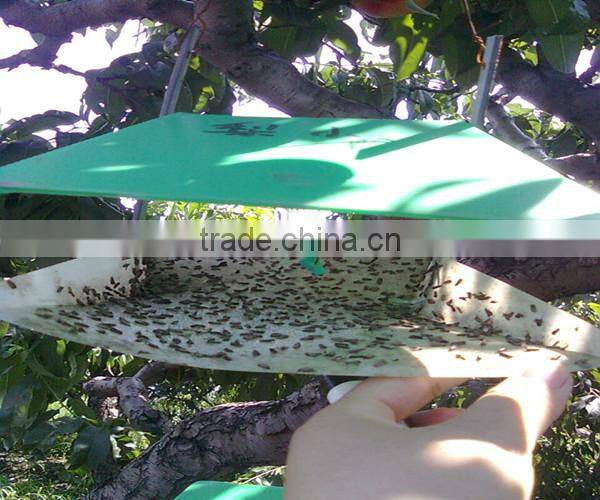 Pheromone lures of Pectinophora gossypiella with trap set