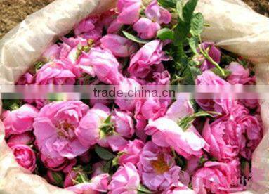 EC30 Flower Essential Oil Extraction for Pure oil