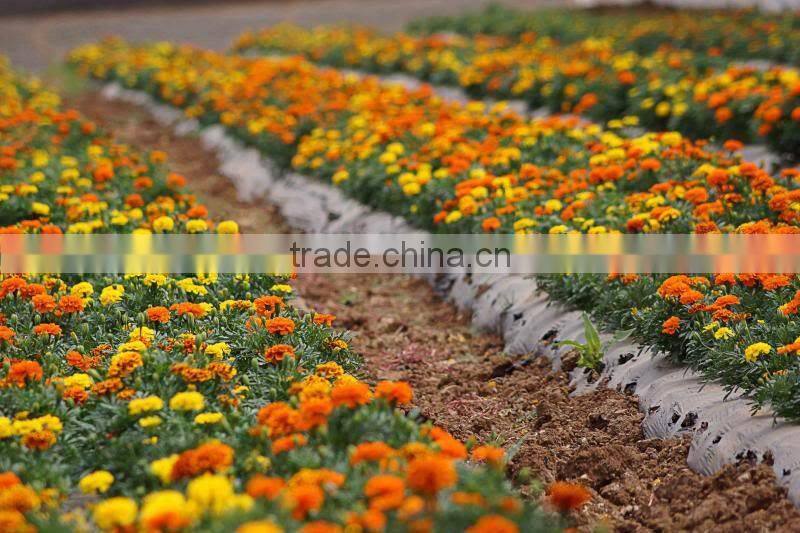 High quality perforated agricultural plastic mulch hole punch/black mulch film