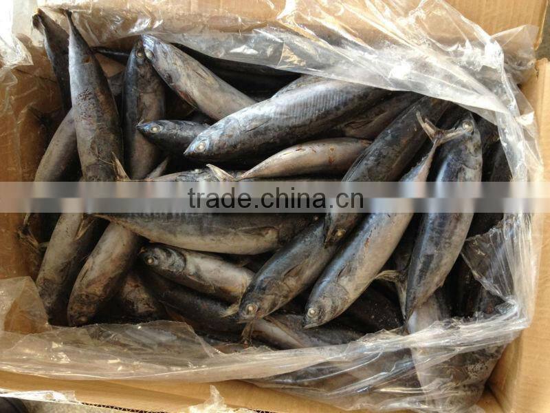 fishing 6-8pcs/kg Fresh Boat Frozen Bonito