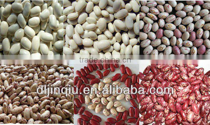 2015crop White kidney bean