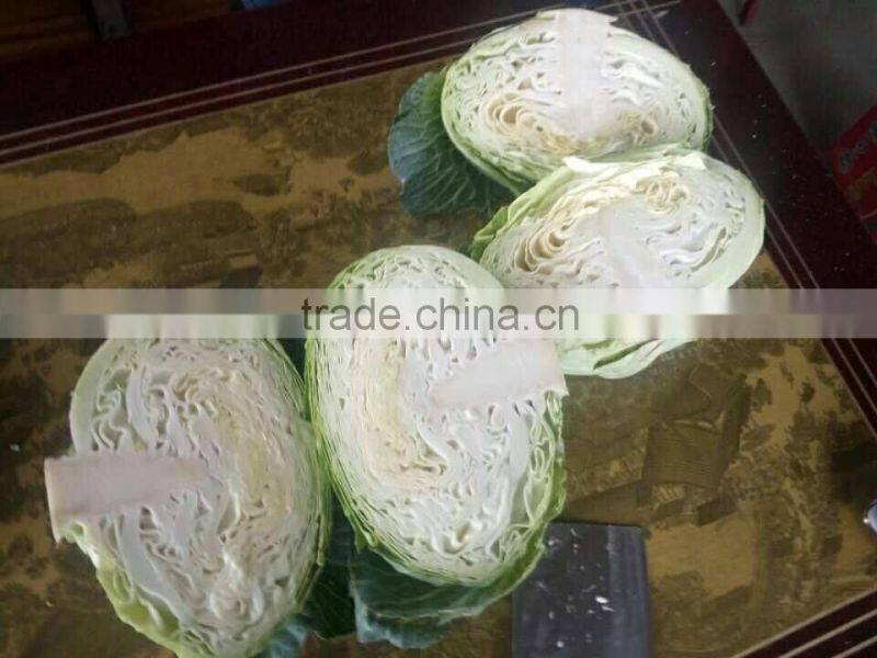 GIMEX VIETNAM FRESH CABBAGE CHEAP