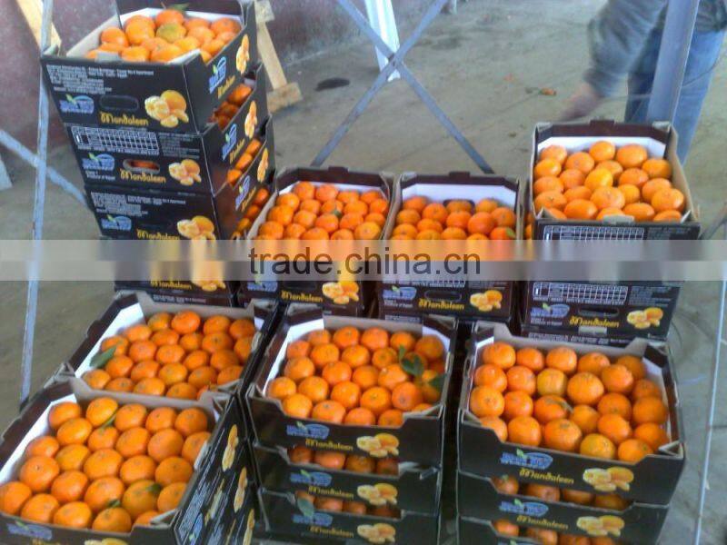 Fresh Mandarin ( Calamantine ) From Egypt