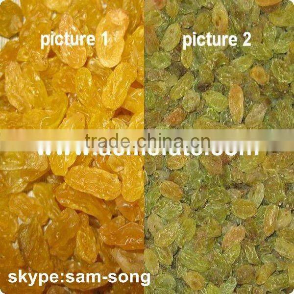 Big Size Sweet Green Raisin Hot Sale