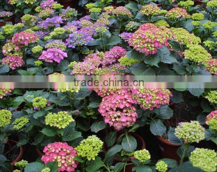The shrub plant Lantana camara seedling
