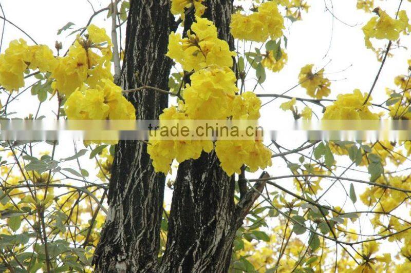 Tabebuia chrysantha