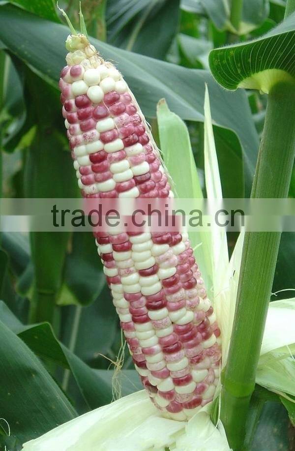 MCO03 Xin early maturity mix waxy corn seeds, hybrid corn seeds for planting