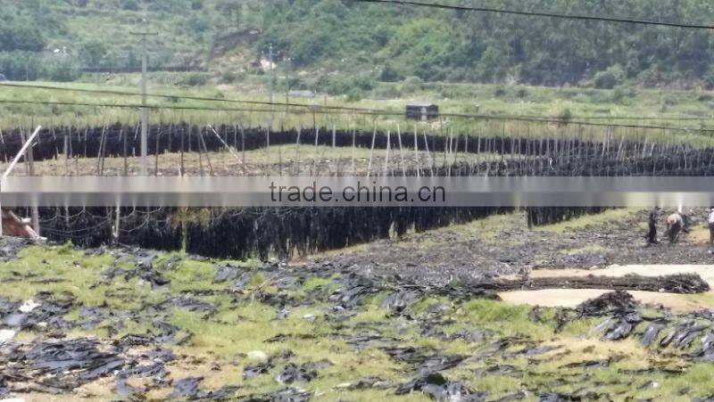 Dried Sea Vegetable Kelp( Laminaria Japonica)Seaweed Raw Materials for Sale