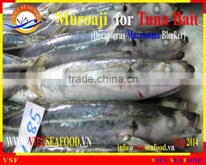 FROZEN W/R MUROAJI FOR TUNA BAIT