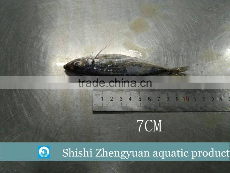 Fresh frozen HGT horse mackerl 6-8cm loose package