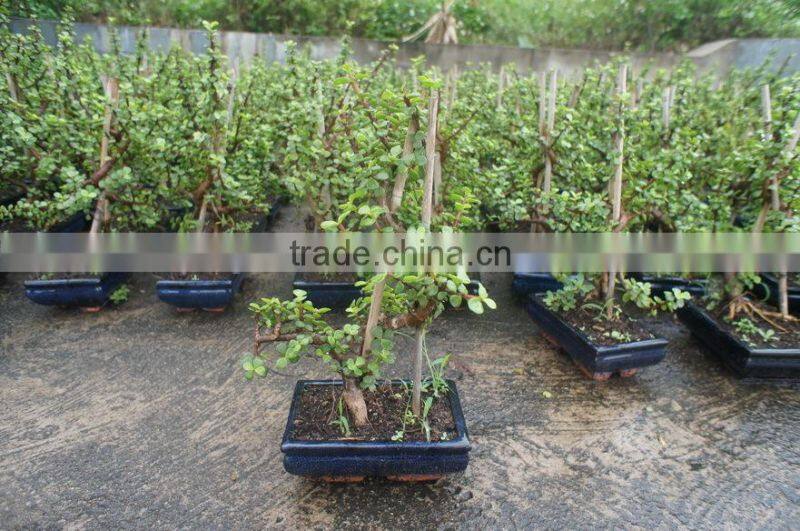 Portulacaria afra ( Jade plant) bonsai S shape