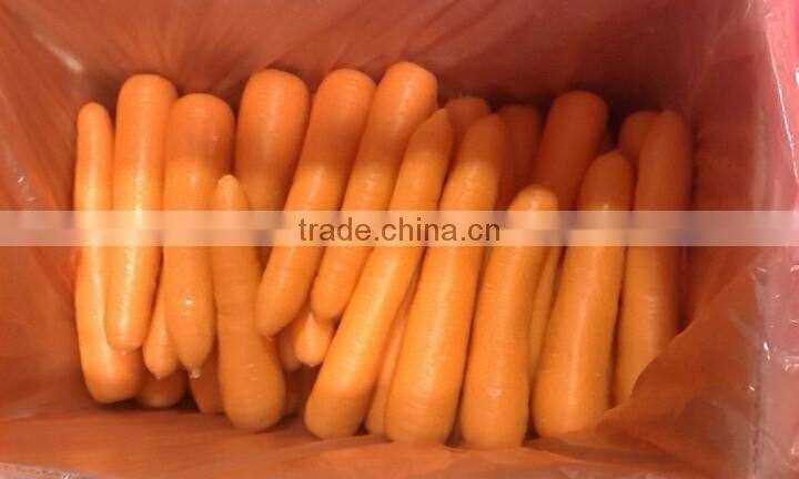 wholesale Chinese fresh carrots with high quality and good price