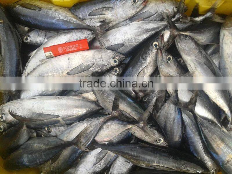 IQF fresh frozen fish bonito tuna whole round