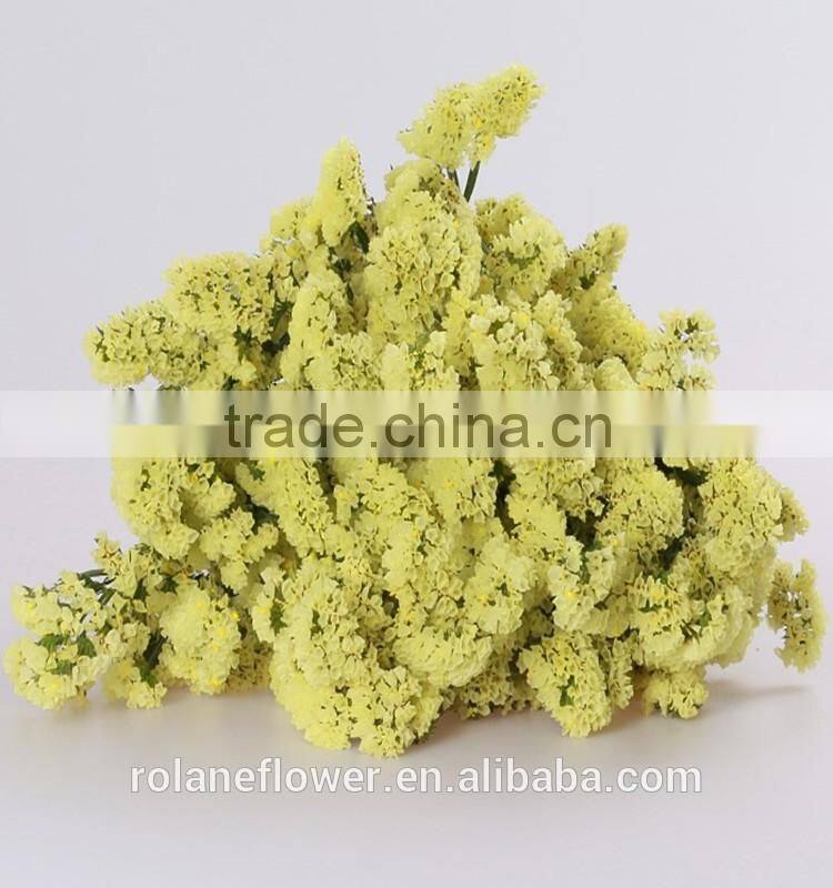 supply long flower period fresh cuttting statices flowers from yunnan province china