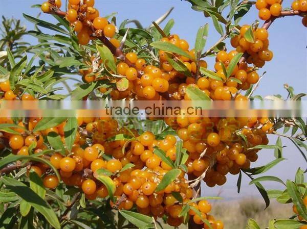 GMP Producer Sale Seabuckthorn Seed Oil Soft Capsules Healthcare Product Capsules For Health