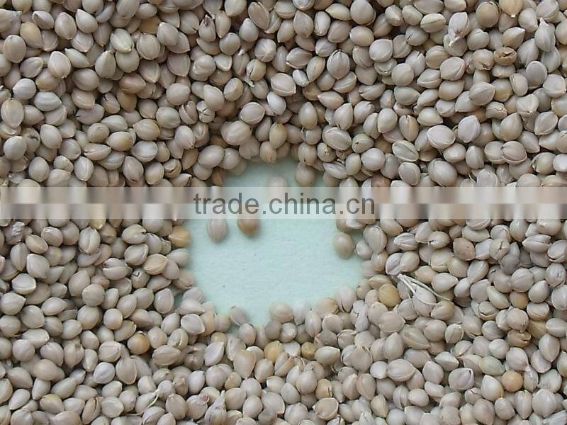 GREEN MILLET IN HUSK FOR BIRD FEEDS
