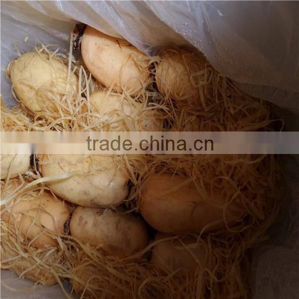 Fresh root of Lotus/ Lotus root whole or sliced