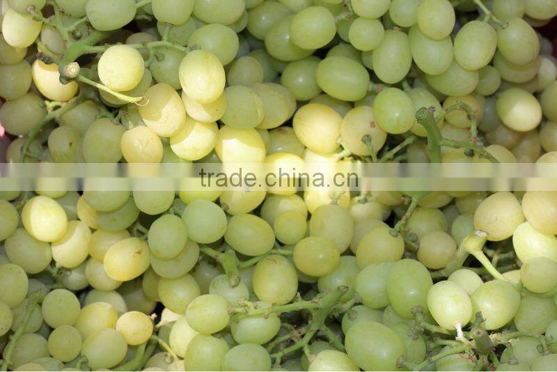 Seeded & seedless grapes