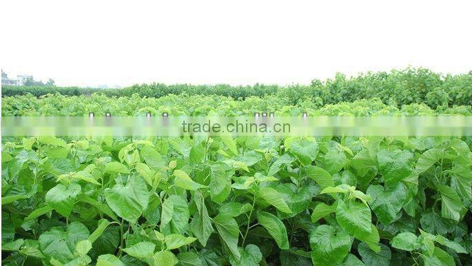 GMP Factory Supply Natural Mulberry Extract for Cosmetic