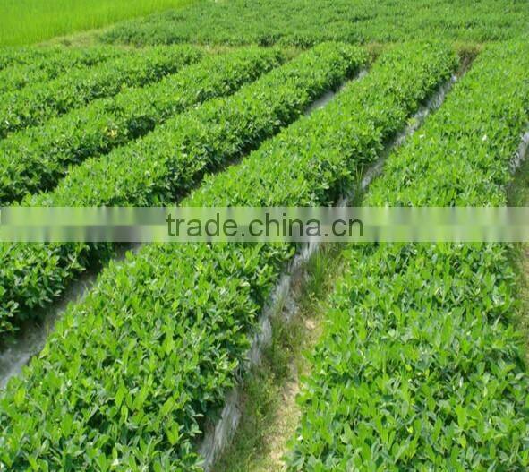 Plant Protector Sheet