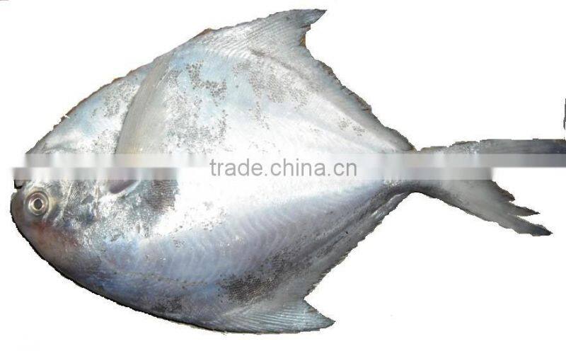 Silver Pomfret seafood