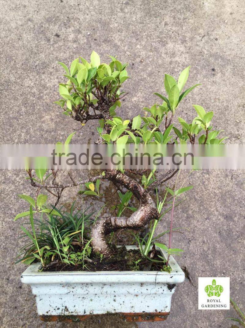 Ficus microcarpa bonsai tree in 15cm,20cm, 25cm ,30cm pot
