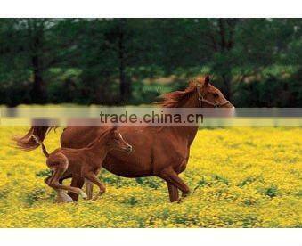 3d Lenticular decoration picture