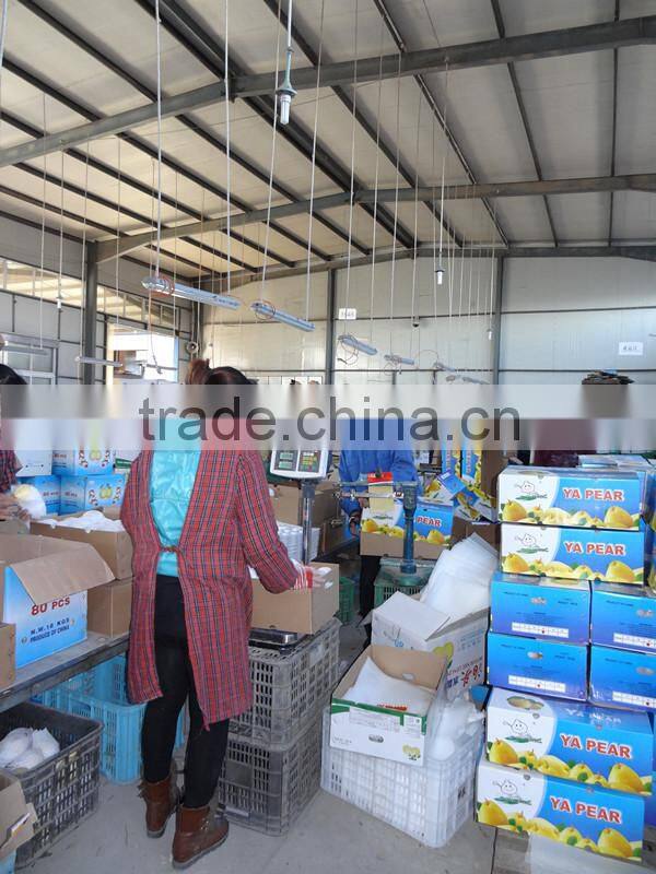 Fresh pears/New fresh ya pear/Fresh ya pear