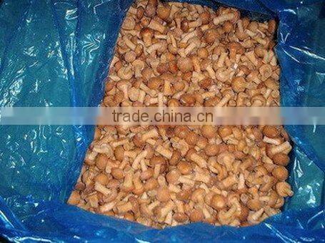 Top sale nameko mushroom