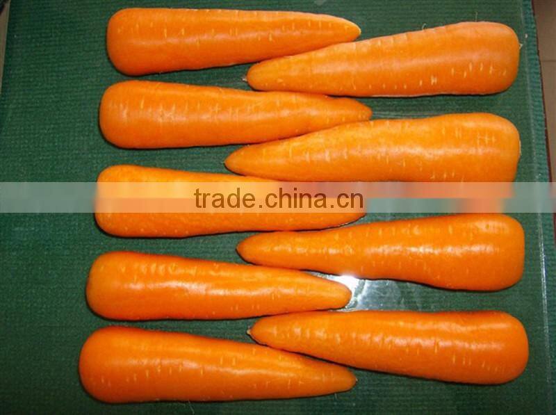 Chines Bulk Fresh Carrots Fresh Carrot Price