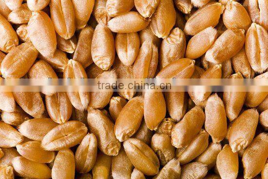 Wheat CCD color sorter machine, wheat cleaning machine, flour factory