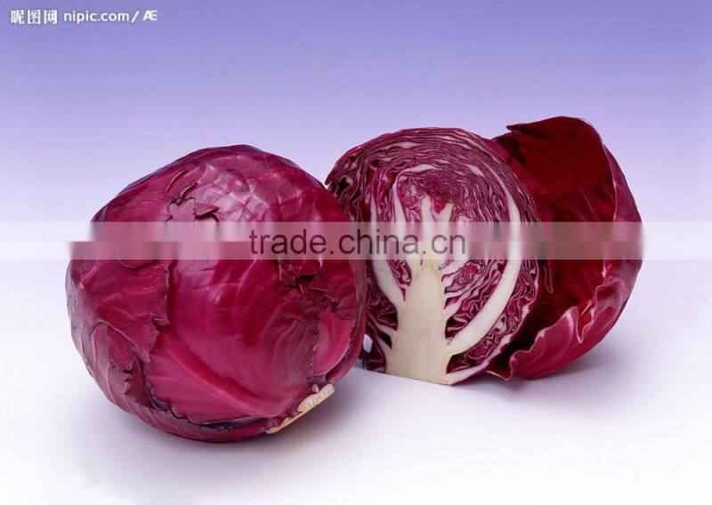 Price For Red Cabbage/fresh Cabbage/Chinese Red Cabbage For Hot Selling