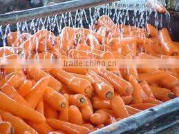 fresh carrots manufacturer
