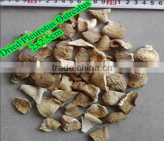 Dried pleurotus ostreatus even oyster mushroom