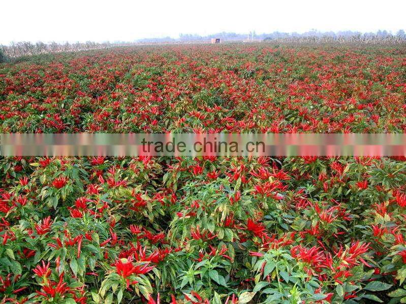 Hot selling in 2016 No Sudan Additive,No Aflatoxin,with High Hotness China Manufacturer Exporter Dried Red Chilli Powder
