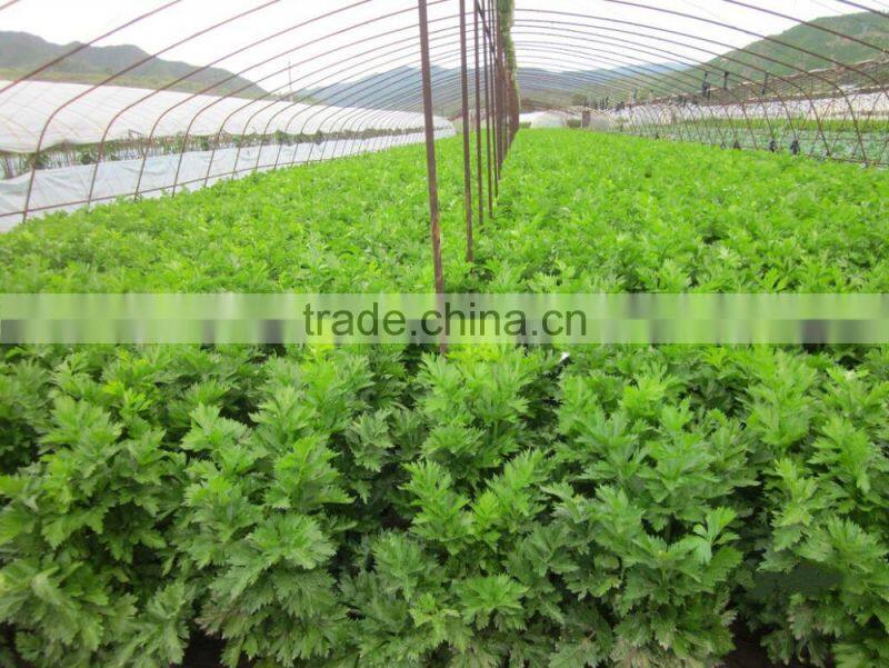 Early maturity cold resistant high yield celery seeds Empress cerely